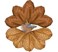 Hojas de almendra india Betta Leaf Catappa, decoración de acuario para peces, camarones, peces dorados, ranas guppy chelonias (10 hojas de catappa)