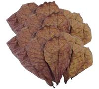 Hojas de almendra para acuario, hojas de almendra Catappa, hojas de camarón betta, hojas de catappa de acuario, acondicionador de agua de equilibrio de pH para acuario, tanque de tortugas
