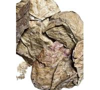 Hojas de almendro marino con grado de madurez premium, cuidado natural del agua para acuario, hojas de catappa de alta calidad de naturaleza protegida, ideal para gambas, betta y co - 1:1 de la