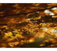 Hojas de Arce otoñal: Rompecabezas de 4000 Piezas para Adultos con un Juego Diario Que desafía el Cerebro para Adolescentes Mayores de 14 años.