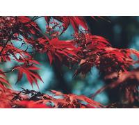 Hojas de Arce Rojo - Rompecabezas de 500 Piezas para Adultos, Rompecabezas Coloridos para Inteligencia 14 años+