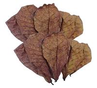 Hojas de camarón Betta - Hojas de Tanque Betta | Hojas de Almendra Catappa Premium | Hojas de acondicionador de Agua Betta | Acondicionador de Agua de Equilibrio de pH para Acuario, Tanque de