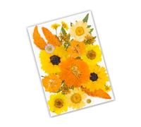 Hojas de Flores secas Naturales para álbumes de Recortes, marcadores de Velas, fabricación de Joyas, Flores secas Naturales prensadas para decoración Hecha a Mano de Resina epoxi