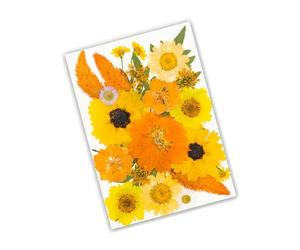 Hojas de Flores secas Naturales para álbumes de Recortes, marcadores de Velas, fabricación de Joyas, Flores secas Naturales prensadas para decoración Hecha a Mano de Resina epoxi