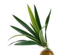 Hojas de orquídea artificiales, tallo de 45 cm con 13 follajes, vegetación realista de plástico para decoración del hogar, centros de mesa de boda y arreglos florales (verde)