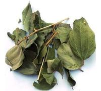 Hojas de sierra: Hoja de jubiero Sidr Naturales. Se venden en una maceta resellable para proteger las hojas enteras (Rokia Chariaa)