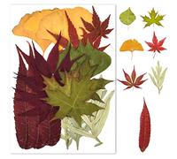 Hojas Prensadas Secas,Verdaderas Hojas Secas Naturales,Flores Secas,Naturales Flor Prensada Mezclada,para Velas de Resina de Joyería de Jabón de Uñas Colgante para Hacer Decoraciones DIY (Rojo)