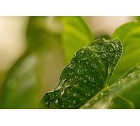 Hojas Verde Esmeralda - Juego de Rompecabezas de Madera de 4000 Piezas para Mayores de 14 años