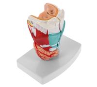Holibanna Anatómico de Detallado Representación Precisa de Estructuras Laríngeas y Faríngeas Herramienta para Formación Médica y Práctica Clínica