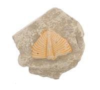 Holibanna Fósil Trilobite Natural para Decoración y Colección, Modelo de Simulación de Criatura Antigua Tamaño y Forma Aleatoria, Muestra Educativa para Enseñanza de Paleontología