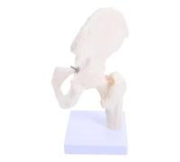 HOLIDYOYO Modelo Anatómico de Esqueleto Humano Articulación Cadera Piezas Desmontables Material Resistente Modelo de Anatomía para Enseñanza en Escuelas Laboratorios y Hospitales