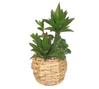 Hollyone 27 cm plantas suculentas artificiales en maceta tejida, planta de interior de imitación de cerámica suculenta planta decorativa, plantas artificiales suculentas para decoración de mesa, casa,
