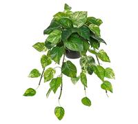 Hollyone Pothos - Planta artificial en maceta, plantas verdes, decoración de interior como real, pequeña con maceta para salón, dormitorio, cocina, cuarto de baño