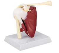 Hombro para anatomía Modelo anatómico de la articulación Muscular Modelo de articulación del Hombro Derecho para consultas Herramienta de enseñanza para la enseñanza