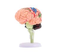 HOMOBABE de Desmontable para Anatomía Juguete Didáctico para Aprendizaje de Neurociencia Maqueta Científica Detallada y de Usar