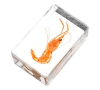 HOMOBABE Espécimen de Camarón en Resina Ligera y Portátil para Educación y Enseñanza, Diseño Creativo y Bien Elaborado para Decoración y Colección Científica