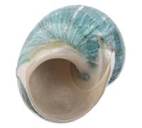 HOMOCONO Concha de Caracol Natural para Náutica de Mesa y Artesanía, Tamaño Mediano en Tonos Beige para Adornos de Interiores y Paisajes Marinos