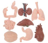 HOMOCONO Modelo de Órganos Humanos 8 Piezas de Plástico Realista para Estudiantes, Material Didáctico Práctico y Vívido Diseñado para Instituciones de Formación y Universidades