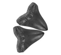 Homoyoyo 2 Piezas de Dientes de Megalodón Réplica de Resina Modelo Gigante Simulado para Decoración del Hogar y Colección Educativa Adorno Ligero y Compacto para Entusiastas Prehistoria