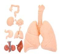 Homoyoyo 8piezas De Órganos Simulados Para Enseñanza Herramientas Anatómicas De Anatomía Para Estudiantes y Médicos Corazón Hígado Pulmones y Riñones Para Clínicas y Escuelas