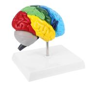 Homoyoyo Del De Anatomía Del Derecho Herramienta Médica Para Enseñanza De Fisiología y Anatomía