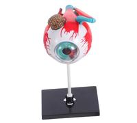 Homoyoyo Modelo De Ensamblaje De Órganos Cuerpo Humano Para Globo Ocular Modelo De Anatomía Del Ojo Modelo De Ojo De Bricolaje Modelo De Esqueleto Humano Para Anatomia El Plastico