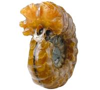 HOMSFOU Adorno Natural de Fósil de Caracola de 4-5 Cm, Piedra Decorativa de Cristal para Escritorio y Decoración de Mesa Hogar, Piedra Pequeña para Coleccionistas y Ambiente Único