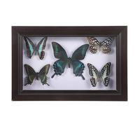 HOMSFOU Amante De Las Mariposas Arte De La Pared Enmarcado Vitrina De Muestra Coleccionables De Taxidermia Arte De Taxidermia De Mariposas De Madera Familiar Obra De Arte A7