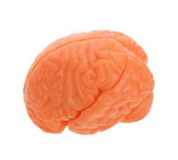 HOMSFOU Modelo Anatómico del Cerebro Humano Desmontable, Pvc Café,
