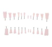 HONITANO 24 Piezas Modelo de Dientes Artificiales con Typodont Desmontable con Tornillos para Enseñanza Práctico para Estudiantes y Clínicas Modelo Educativo Resistente y Reutilizable