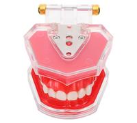 HONITANO Modelo Educativo Articulado Adulto con Dientes Desmontables para Práctica de Cepillado y Enseñanza Oral Réplica Anatómica Realista para Instituciones y Estudiantes