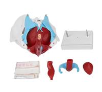 Hooleey Female Pelvic Floor Anatomy Model for Midwifery Teaching with Removable Colored Female Pelvis