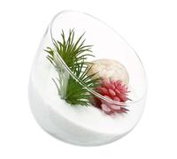 HOOWIFFY Recipiente de Vidrio para Terrario Micropaisaje, Botella Suculenta para Decoración en Dormitorio y Espacios de Trabajo