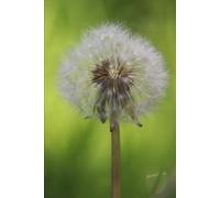 Hope for the Hurting Heart: Finding God's Truth in Life's Deepest Struggles: 1 (From Survival to Surrender: Healing Trauma Through Truth, Grace, and Forgiveness)