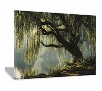 HOQIU Cuadro Lienzo Sauce llorón de Lake, decoración de pared serena decoración pared, impresión en lienzo, Adecuado para salón, dormitorio, cocina（verde-30x40cm Enmarcado