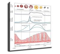 Hormonal Cycle Chart Menstrual Phases Poster Womens Health Guide Canvas Print Wall Art Room Decor(Unframed,12x18inch(30x45cm))