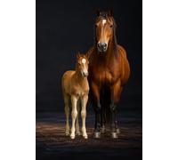 Horse and Foal: Minimalist Animal Journal | Farm Animals Mother & Baby Series | 120 Lined Pages | 6x9