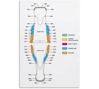 Horse Dental Anatomy Chart Large Poster Farm Animal Care Gift for Equestrian Vet Office