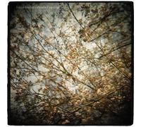 Horse Feathers - Thistled Spring [Vinilo]