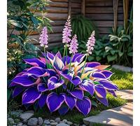 Hosta,perenne/híbrida, de largo periodo de floración y se utiliza para decoración de interiores y exteriores.-4tubérculos-A