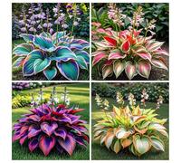 Hosta,perenne/híbrida/de largo periodo de floración y se utiliza para decoración de interiores y exteriores-8tubérculos-C