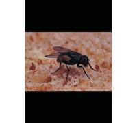 House Of Flies