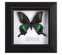 Housoutil ejemplares en caja de sombra, Morpho azul enmarcada en pantalla para estante de pared o exhibición de mesa montado