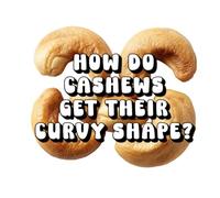 How Do Cashews Get Their Curvy Shape?