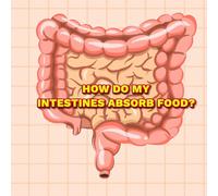 How Do My Intestines Absorb Food?