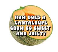 How Does a Cantaloupe Grow So Sweet and Juicy?