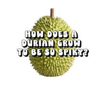 How Does a Durian Grow to Be So Spiky?