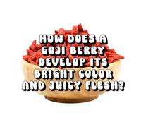 How Does a Goji Berry Develop Its Bright Color and Juicy Flesh?