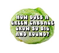 How Does a Green Cabbage Grow So Big and Round?