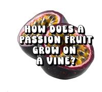 How Does a Passion Fruit Grow on a Vine?